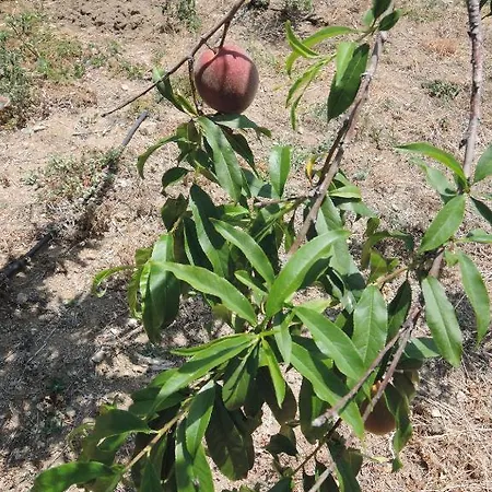Kapsali Ii