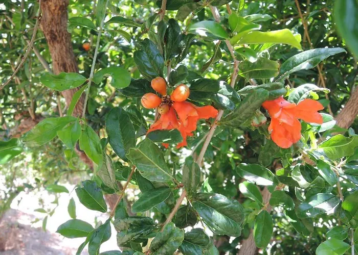 Apartman Kapsali Ii *