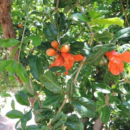 Apartamento Kapsali Ii *